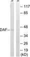 CD55 Molecule (Cromer Blood Group) antibody, A30626, Boster Biological Technology, Western Blot image 
