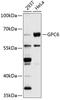 Glypican 6 antibody, 18-797, ProSci, Western Blot image 