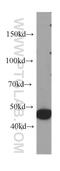 Interleukin 1 Receptor Type 2 antibody, 60262-1-Ig, Proteintech Group, Western Blot image 