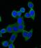 Protein Tyrosine Phosphatase Non-Receptor Type 1 antibody, FNab06927, FineTest, Immunofluorescence image 