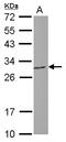 6-Phosphogluconolactonase antibody, LS-C155621, Lifespan Biosciences, Western Blot image 