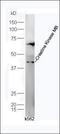 Creatine Kinase, M-Type antibody, orb182735, Biorbyt, Western Blot image 