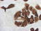 Indoleamine 2,3-Dioxygenase 1 antibody, LS-C796810, Lifespan Biosciences, Immunocytochemistry image 