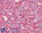 Apolipoprotein B antibody, LS-B3646, Lifespan Biosciences, Immunohistochemistry paraffin image 