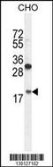 Ribosomal Protein L27a antibody, 55-518, ProSci, Western Blot image 