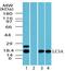 Microtubule Associated Protein 1 Light Chain 3 Alpha antibody, orb96239, Biorbyt, Western Blot image 