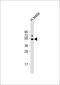 MGAT4 Family Member D antibody, 59-899, ProSci, Western Blot image 