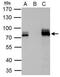 AT-Rich Interaction Domain 3A antibody, NBP1-31418, Novus Biologicals, Immunoprecipitation image 