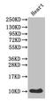 Islet Amyloid Polypeptide antibody, CSB-PA12224A0Rb, Cusabio, Western Blot image 