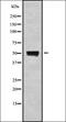 RXR gamma antibody, orb378407, Biorbyt, Western Blot image 