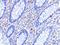 CD82 Molecule antibody, A02300, Boster Biological Technology, Immunohistochemistry frozen image 