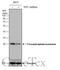 Triosephosphate Isomerase 1 antibody, GTX104618, GeneTex, Western Blot image 