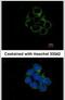 Mitogen-Activated Protein Kinase Kinase 2 antibody, PA5-29291, Invitrogen Antibodies, Immunofluorescence image 