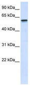 Tripartite Motif Containing 41 antibody, TA337704, Origene, Western Blot image 