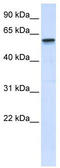 E3 ubiquitin-protein ligase TRIM41 antibody, TA337704, Origene, Western Blot image 