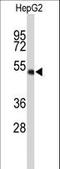 WD Repeat Domain 37 antibody, LS-C160582, Lifespan Biosciences, Western Blot image 