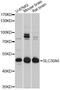 Solute Carrier Family 30 Member 6 antibody, A11644, ABclonal Technology, Western Blot image 