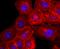 Syndecan 1 antibody, A00991, Boster Biological Technology, Immunocytochemistry image 