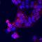NCK Adaptor Protein 1 antibody, MAB7008, R&D Systems, Immunocytochemistry image 