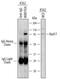 RAD17 Checkpoint Clamp Loader Component antibody, MAB1926, R&D Systems, Immunoprecipitation image 