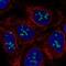 Ribosomal Oxygenase 1 antibody, NBP2-58770, Novus Biologicals, Immunofluorescence image 