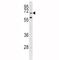 GARP antibody, F49757-0.4ML, NSJ Bioreagents, Western Blot image 