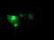 Ras Homolog Family Member D antibody, LS-C173500, Lifespan Biosciences, Immunofluorescence image 