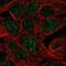 Carbonic Anhydrase 12 antibody, NBP1-81668, Novus Biologicals, Immunofluorescence image 