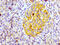 CD99 Molecule (Xg Blood Group) antibody, CSB-RA004973A0HU, Cusabio, Immunohistochemistry paraffin image 