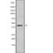 Septin 1 antibody, abx218489, Abbexa, Western Blot image 