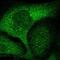 Zinc Finger Protein 263 antibody, NBP1-81868, Novus Biologicals, Immunofluorescence image 