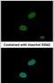 Sushi Repeat Containing Protein X-Linked antibody, PA5-22374, Invitrogen Antibodies, Immunofluorescence image 