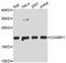 CGG Triplet Repeat Binding Protein 1 antibody, A4231, ABclonal Technology, Western Blot image 