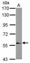 DEAF1 Transcription Factor antibody, NBP2-14929, Novus Biologicals, Western Blot image 