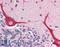 Interleukin 23 Subunit Alpha antibody, LS-B573, Lifespan Biosciences, Immunohistochemistry paraffin image 