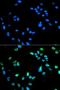 Interferon Regulatory Factor 5 antibody, LS-C331297, Lifespan Biosciences, Immunofluorescence image 