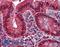 HSV antibody, LS-B6110, Lifespan Biosciences, Immunohistochemistry frozen image 