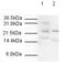 Anaphase Promoting Complex Subunit 10 antibody, NB600-887, Novus Biologicals, Western Blot image 