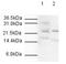 Anaphase-promoting complex subunit 10 antibody, NB600-887, Novus Biologicals, Western Blot image 