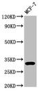 Dickkopf WNT Signaling Pathway Inhibitor 2 antibody, CSB-PA08279A0Rb, Cusabio, Western Blot image 