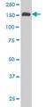 SPT5 Homolog, DSIF Elongation Factor Subunit antibody, H00006829-M03, Novus Biologicals, Western Blot image 