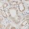 Vanin 1 antibody, FNab10347, FineTest, Immunohistochemistry frozen image 