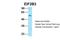 Eukaryotic Translation Initiation Factor 2B Subunit Gamma antibody, PA5-45822, Invitrogen Antibodies, Western Blot image 