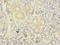 Transmembrane Protein 41A antibody, orb357223, Biorbyt, Immunohistochemistry paraffin image 
