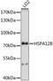 Heat shock 70 kDa protein 12B antibody, LS-C750176, Lifespan Biosciences, Western Blot image 