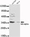 NFKB Inhibitor Alpha antibody, TA347008, Origene, Western Blot image 