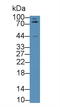 Leucine Rich Repeat Containing 32 antibody, LS-C295127, Lifespan Biosciences, Western Blot image 