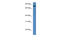 E3 ubiquitin-protein ligase RFWD2 antibody, AP46009PU-N, Origene, Western Blot image 