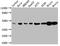 Mitogen-Activated Protein Kinase 1 antibody, CSB-RA187762A0HU, Cusabio, Western Blot image 