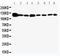 Vinculin antibody, PA1781, Boster Biological Technology, Western Blot image 